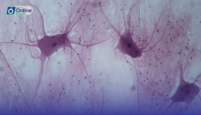 Lesson 02: Classification of Animals Based on Tissues